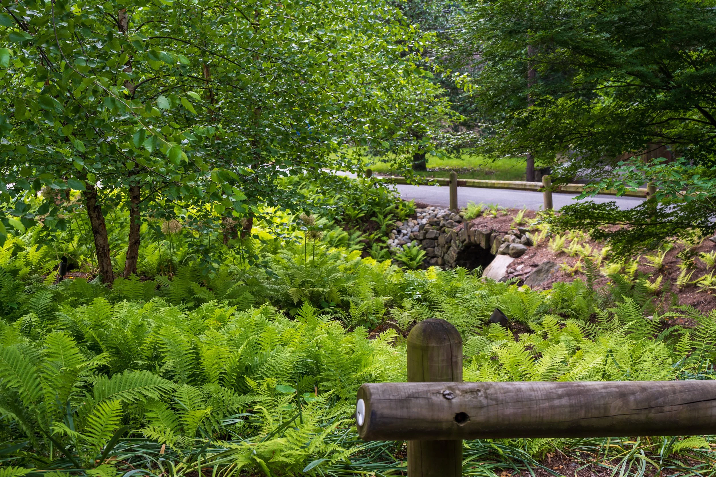 A lush green landscape with various trees, ferns, and shrubs, a stone and dirt creek with a small waterfall, and a wooden fence bordering a paved road in the background.
