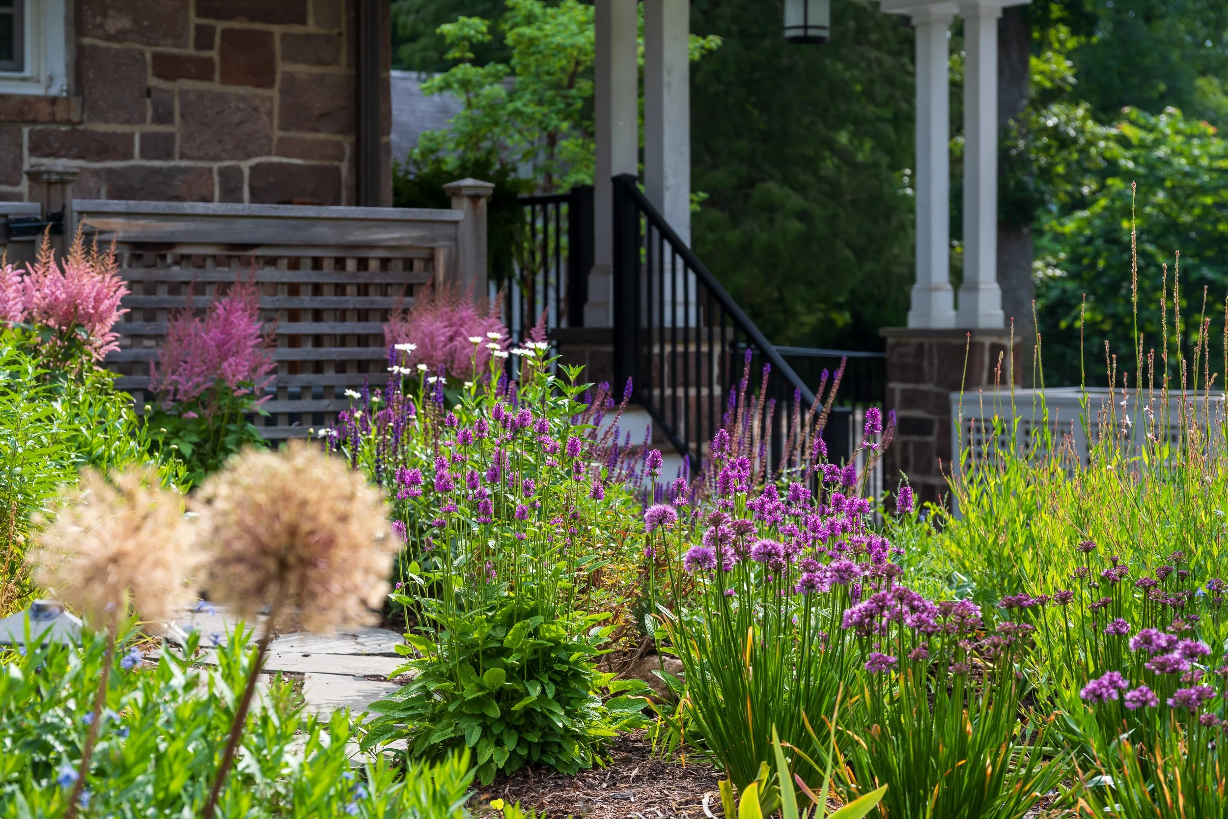 A garden with colorful flowers and greenery in front of a house porch, showing pink and purple flowers, some with fuzzy seed heads, and a stone pathway leading to the porch stairs.