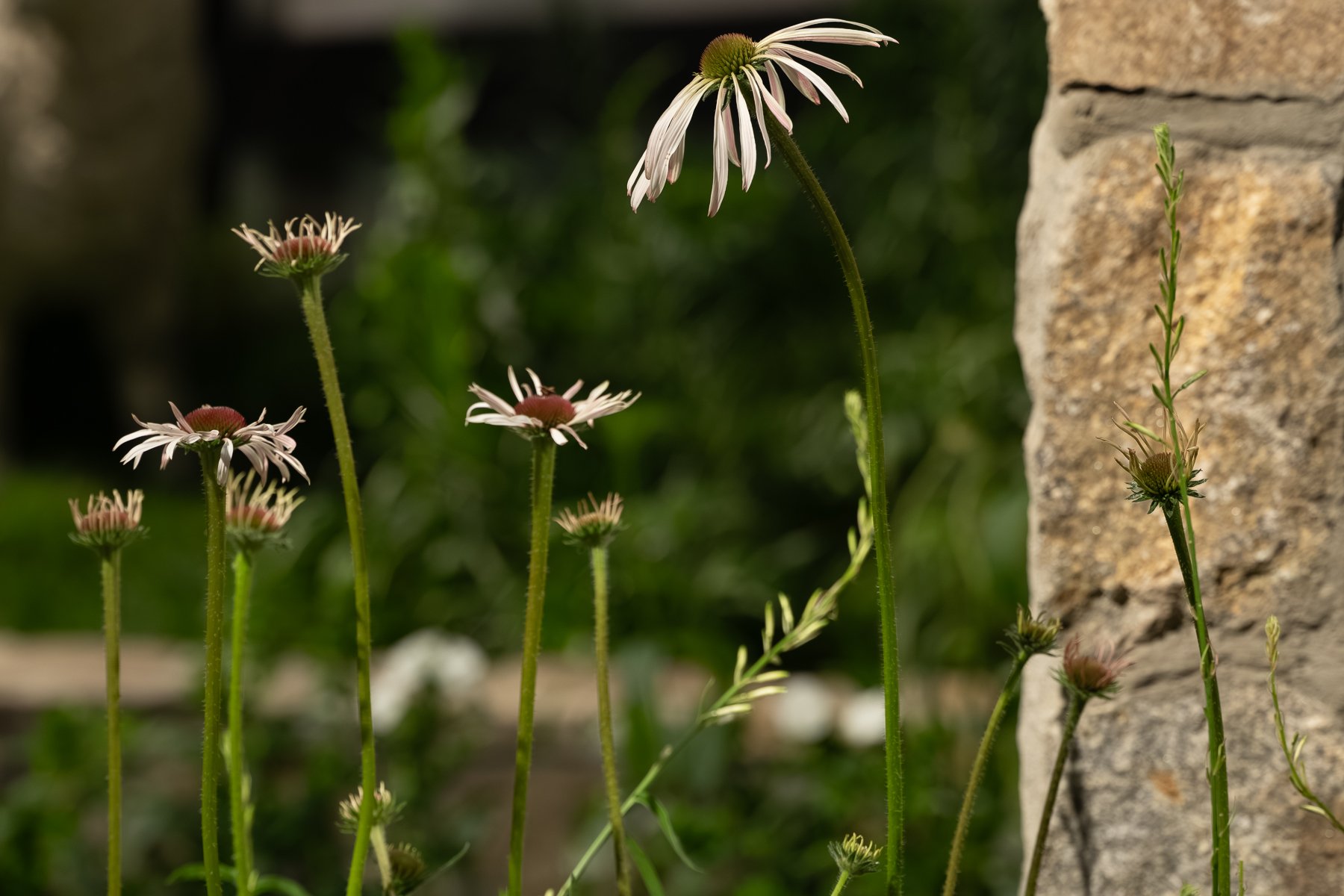 Close-up of several small pink and white daisies with long green stems growing near a stone wall.