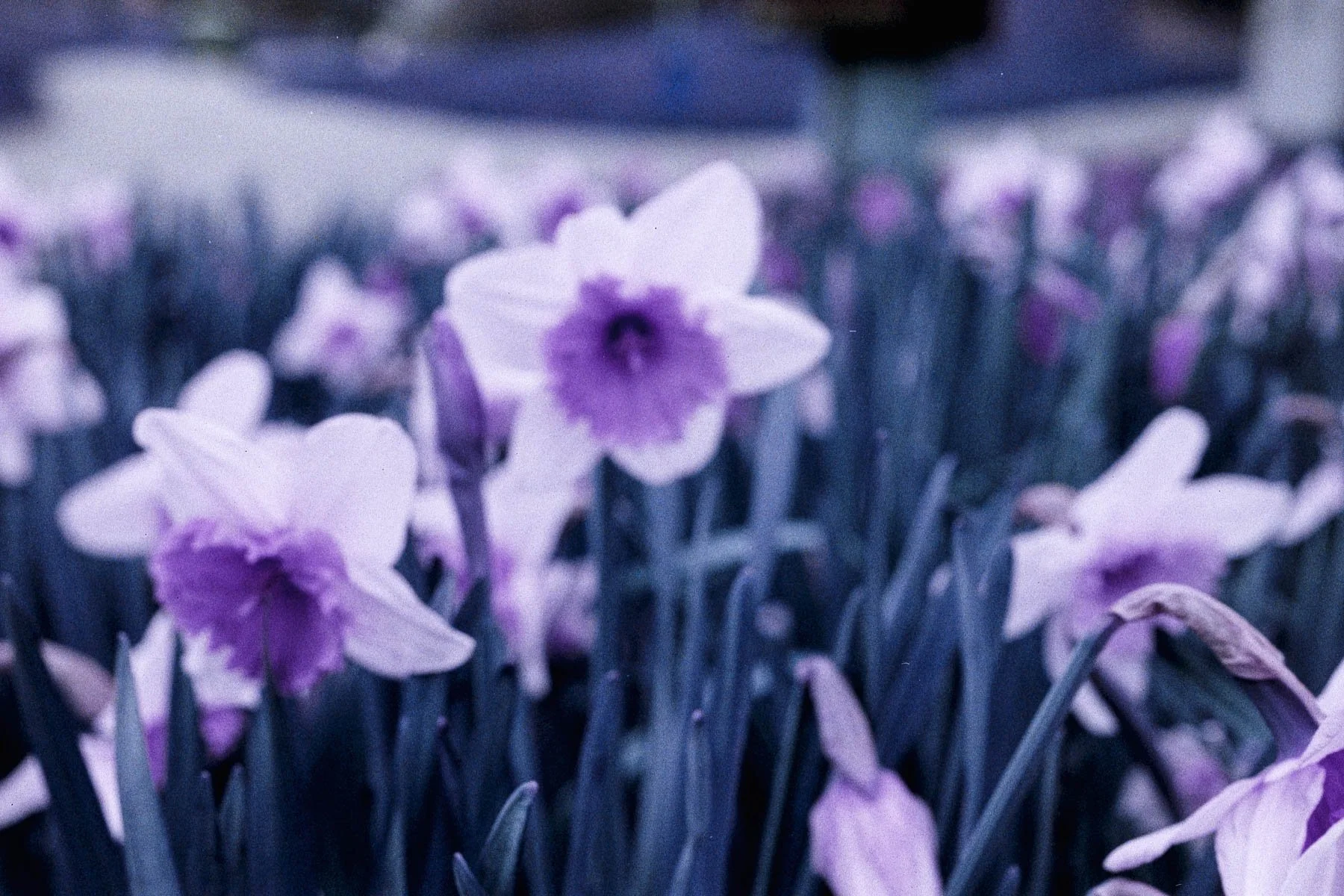 Lomography Purple Hike