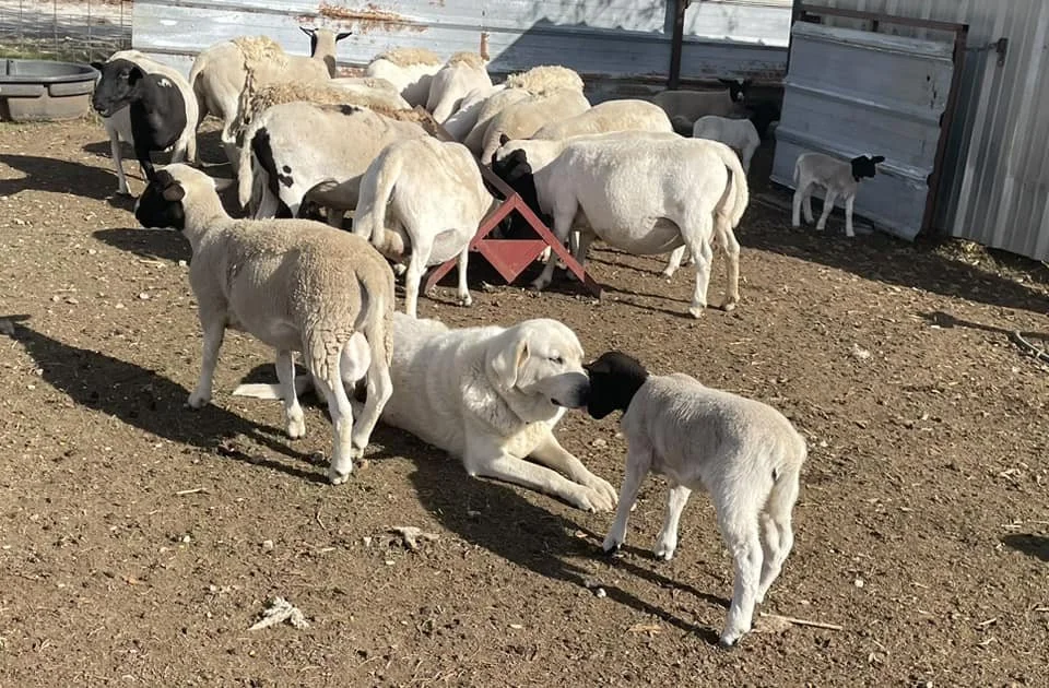 Pine Ridge Legacy Herd Seeding