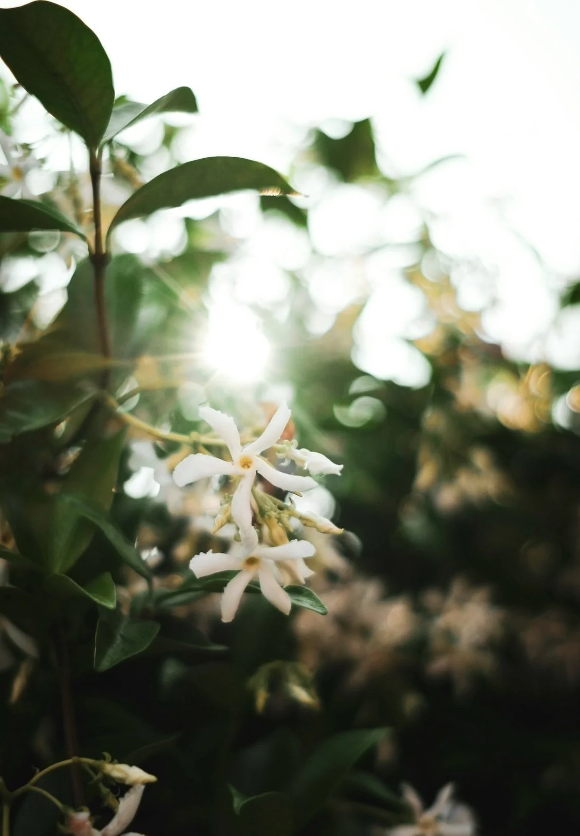 Close-up of white flowers on green shrub with sunlight shining through the leaves in the background