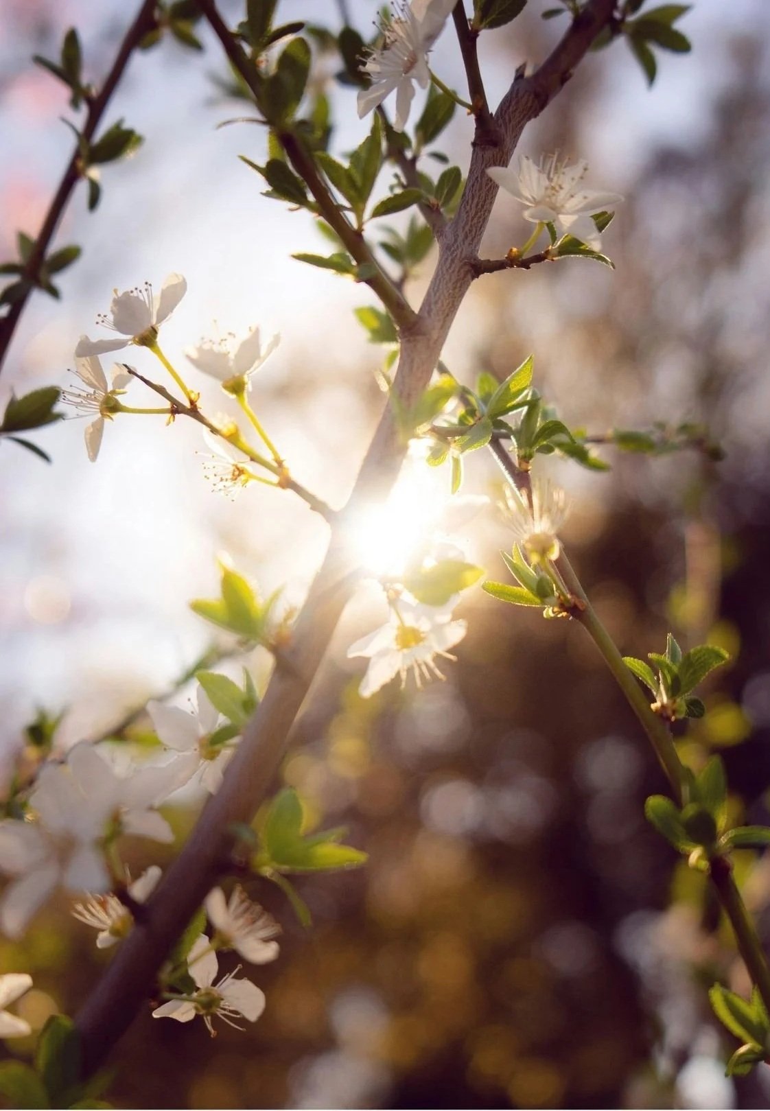 Close-up of small white blossoms blooming on a tree branch with green leaves, sunlight shining through