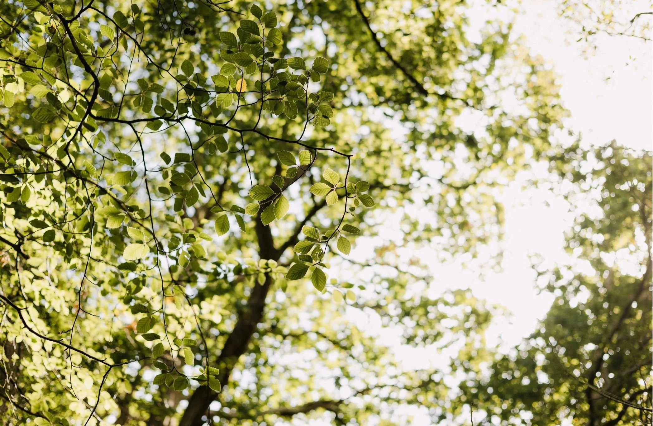 Looking up at a canopy of green leaves on trees with sunlight filtering through.