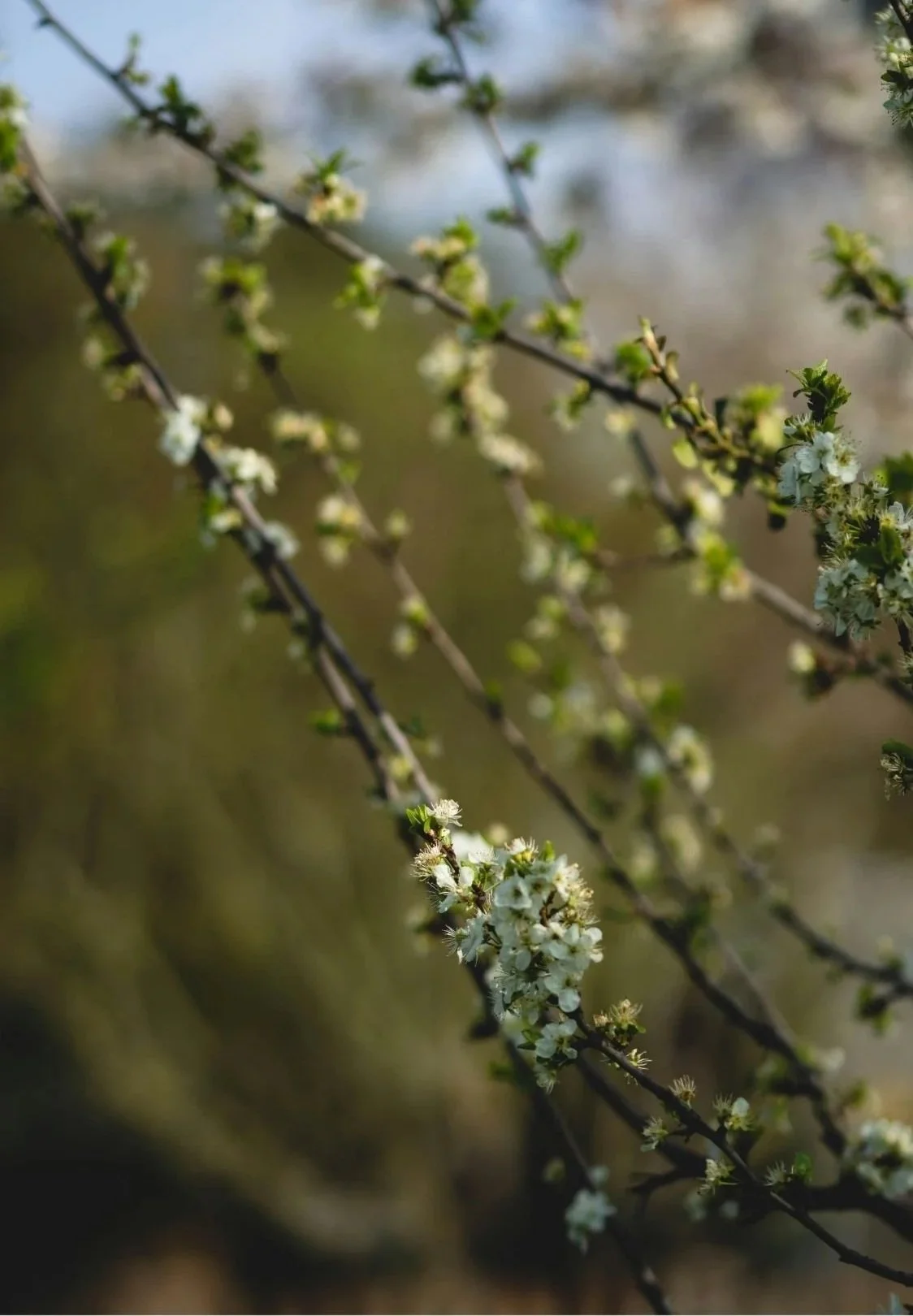 Close-up of tree branches with small white flowers blooming in spring.
