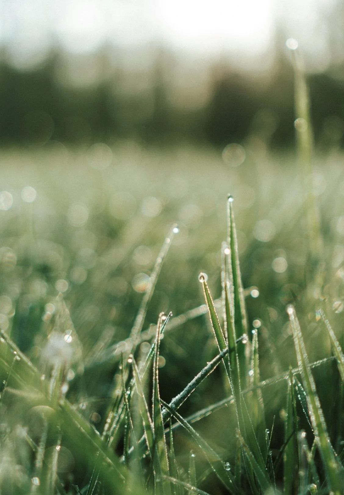 Close-up of grass blades with dew drops in morning sunlight, blurred background with bokeh effect