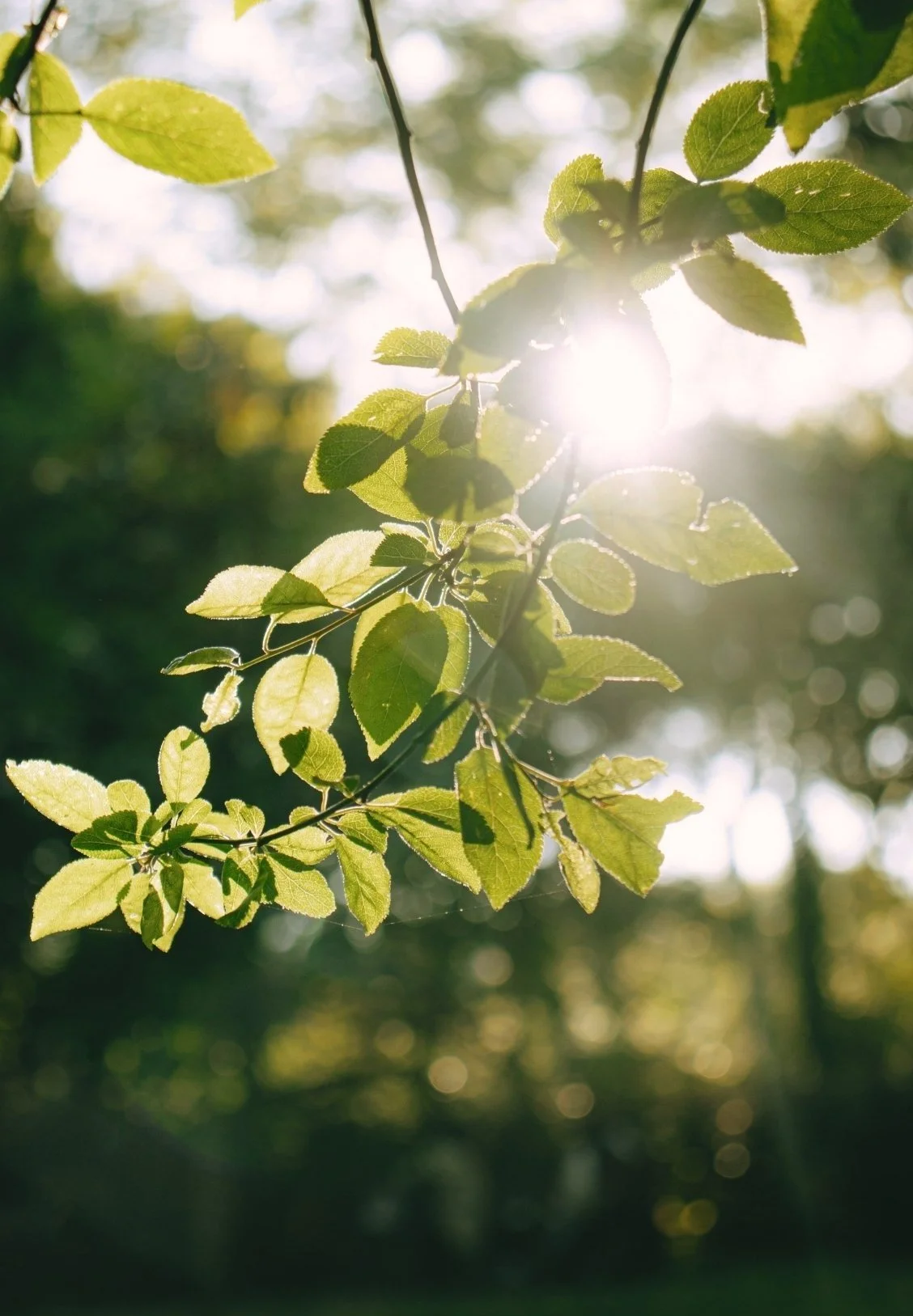 Sunlight filters through green leaves on a branch in a natural outdoor setting.