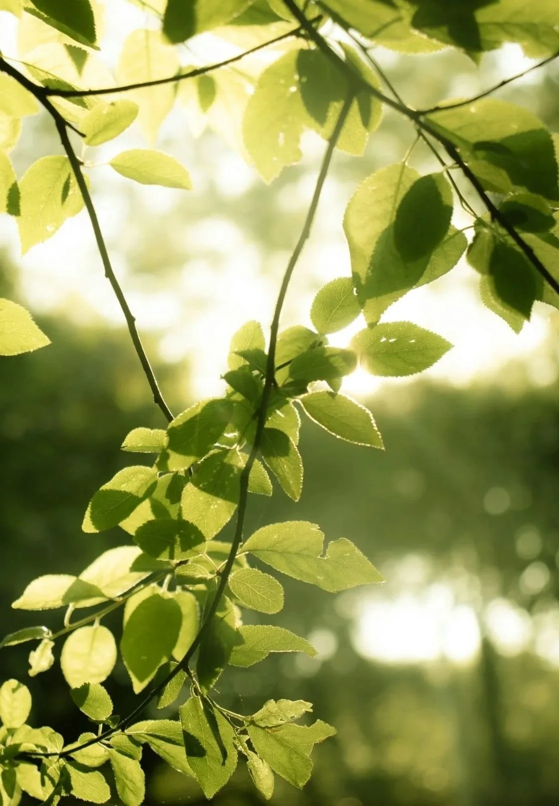 Sunlight filtering through green leaves on a tree branch.