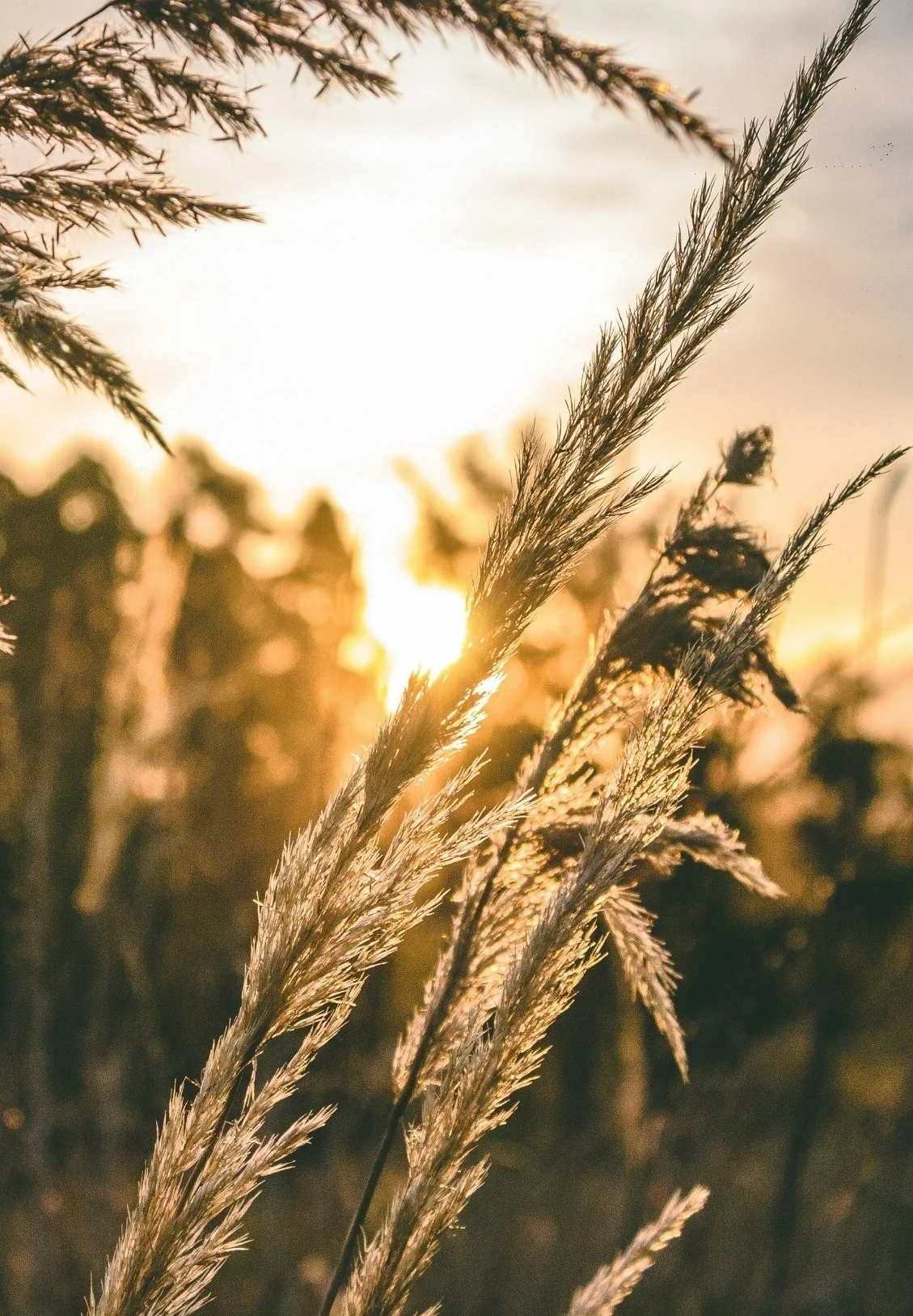 Close-up of tall grass during sunset with the sun in the background casting a warm golden light.
