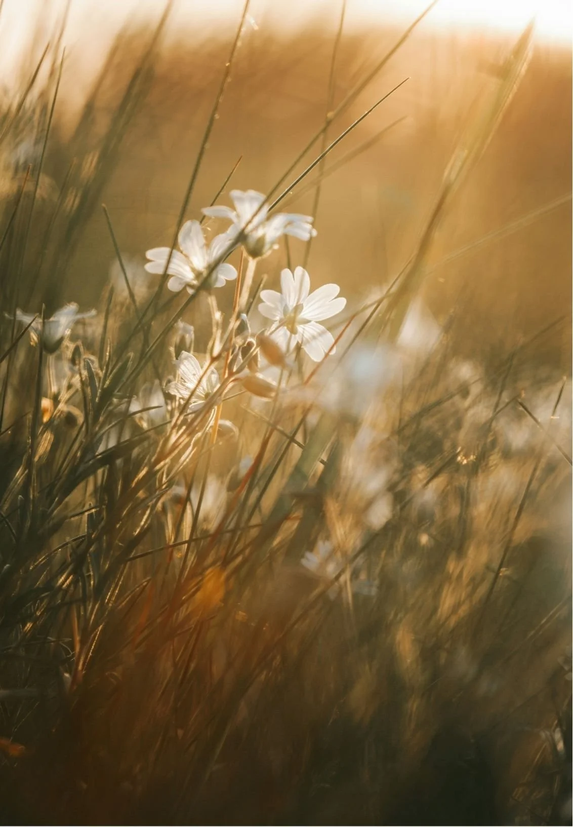 Close-up of white wildflowers among tall, golden grass illuminated by warm sunlight.