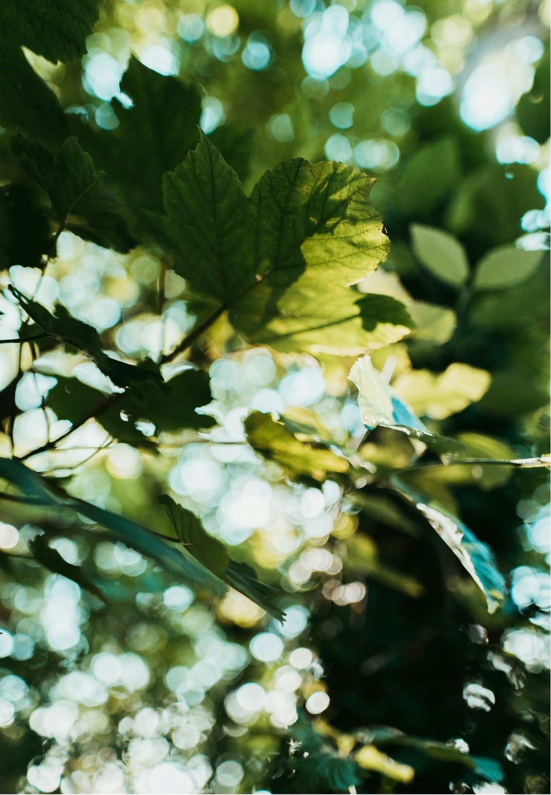 Close-up of green leaves on a tree, with sunlight filtering through and creating bokeh in the background.