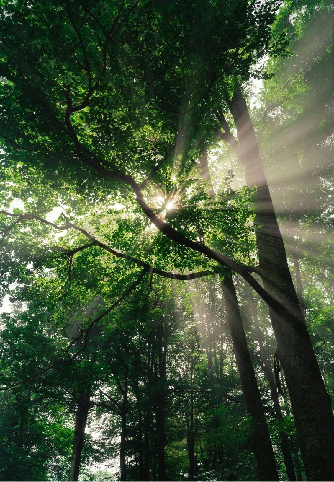 Sun rays shining through a dense green forest canopy with tall trees and lush foliage.