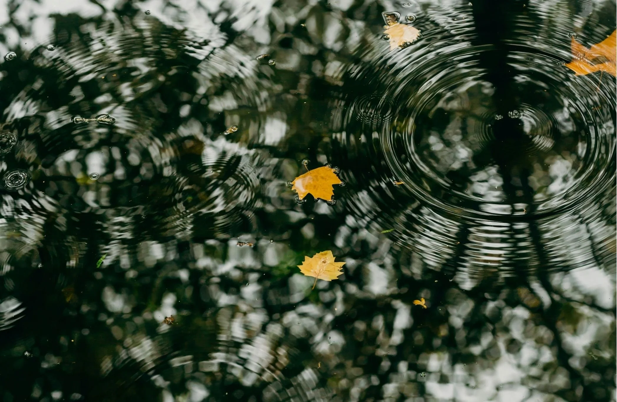 Yellow leaves floating on a dark, rippling water surface with reflections of trees and sky.