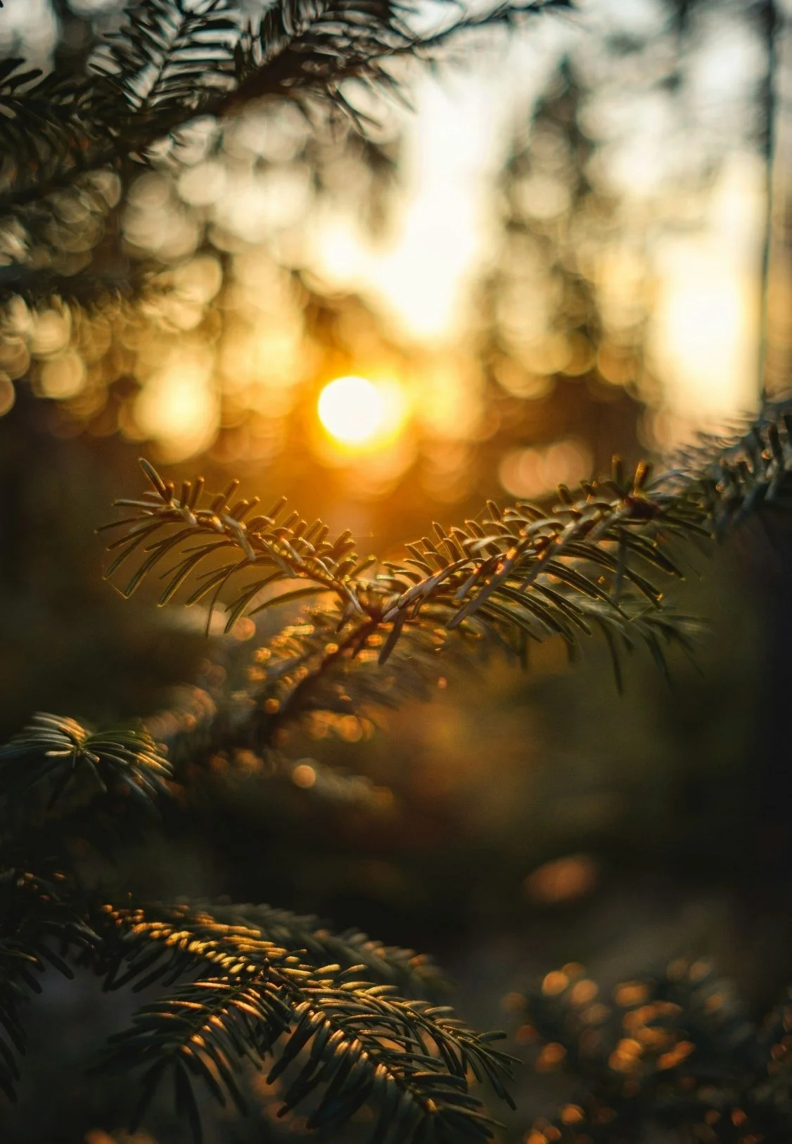 Close-up of evergreen tree branches with sunlight in the background, creating a warm, glowing effect.