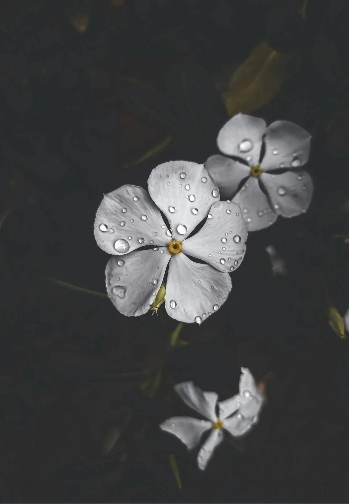 White flowers with yellow centers and water droplets on petals, reflected in dark water.