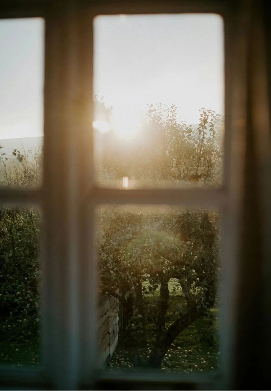 Sunlight shines through a window, illuminating a tree with twisted branches in the garden outside.