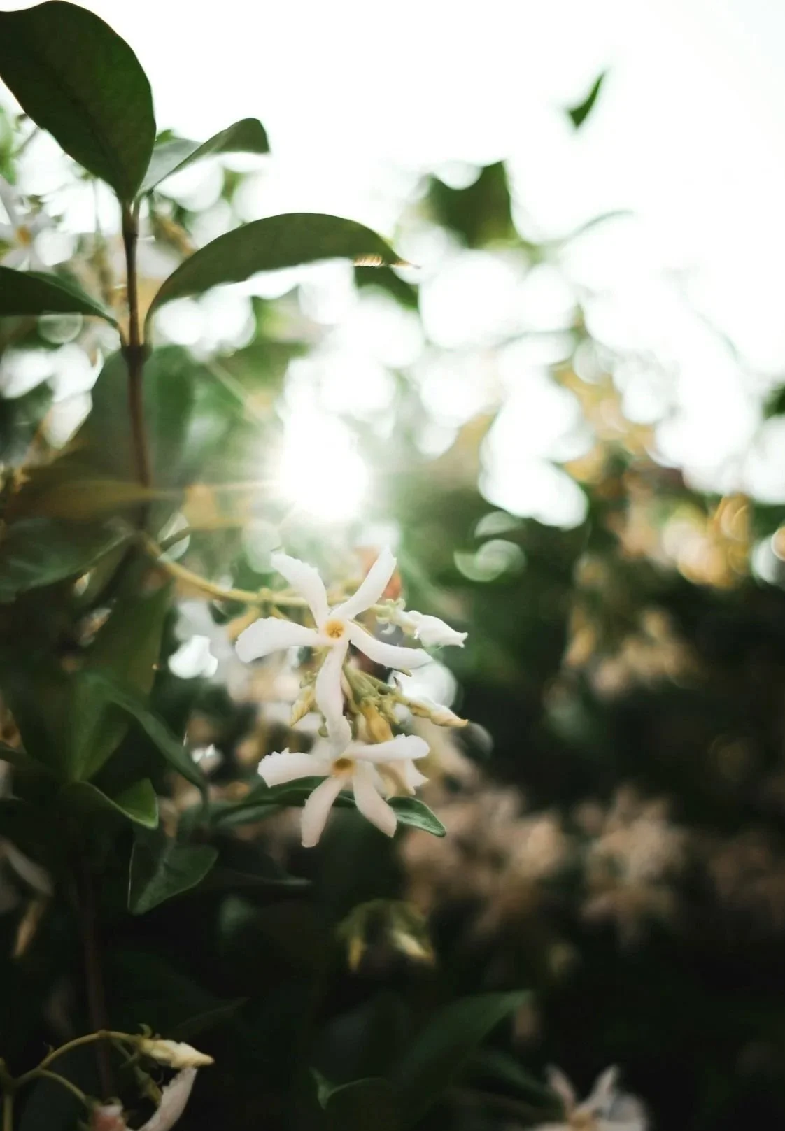 Close-up of white flowers on a green leafy plant with sunlight shining through.
