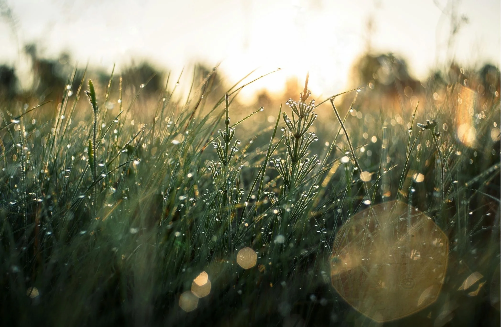 Sunrise over a grassy field with dew-covered plants and a bokeh effect in the background.
