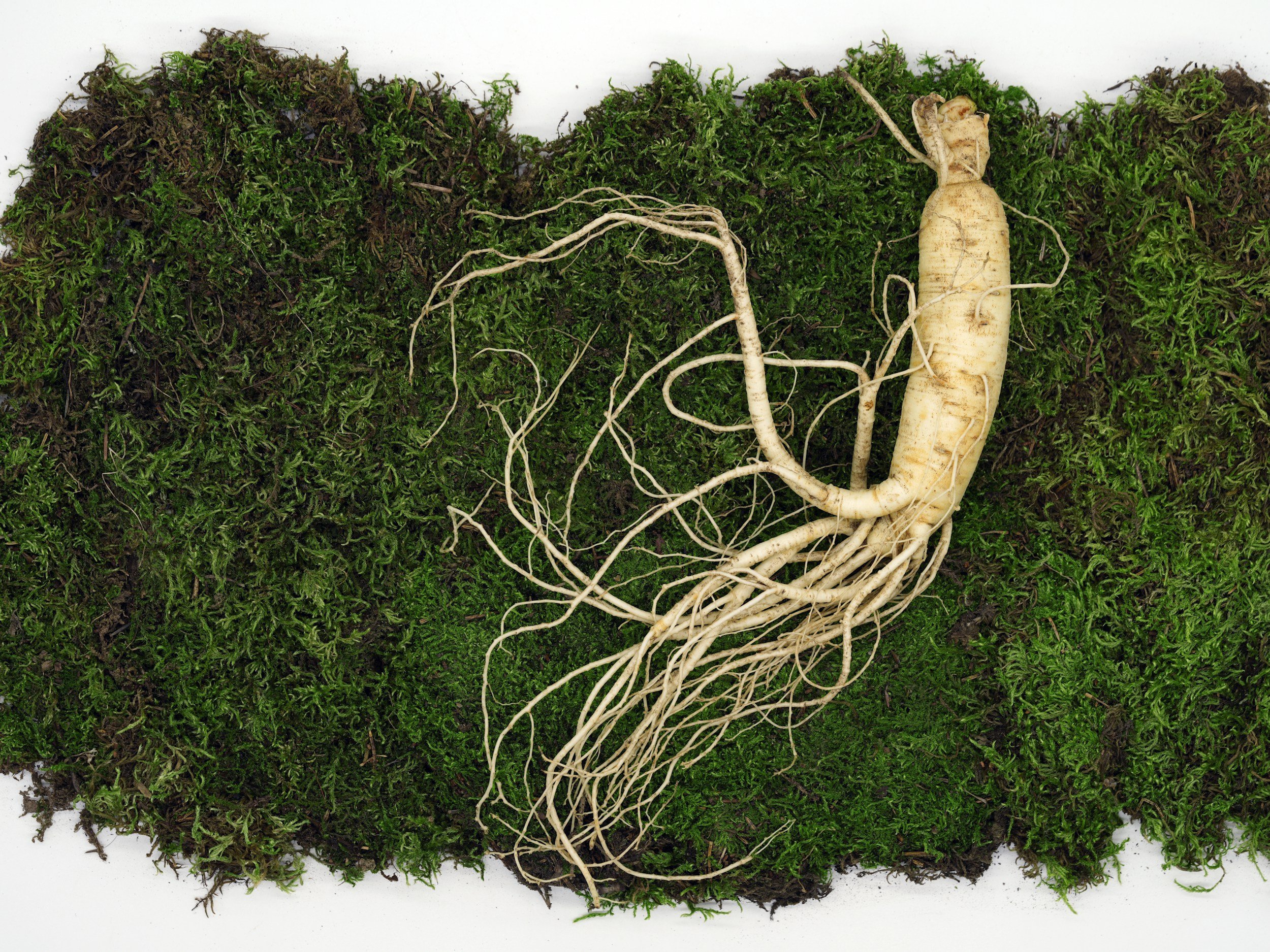 A ginseng root lying on a bed of green moss.