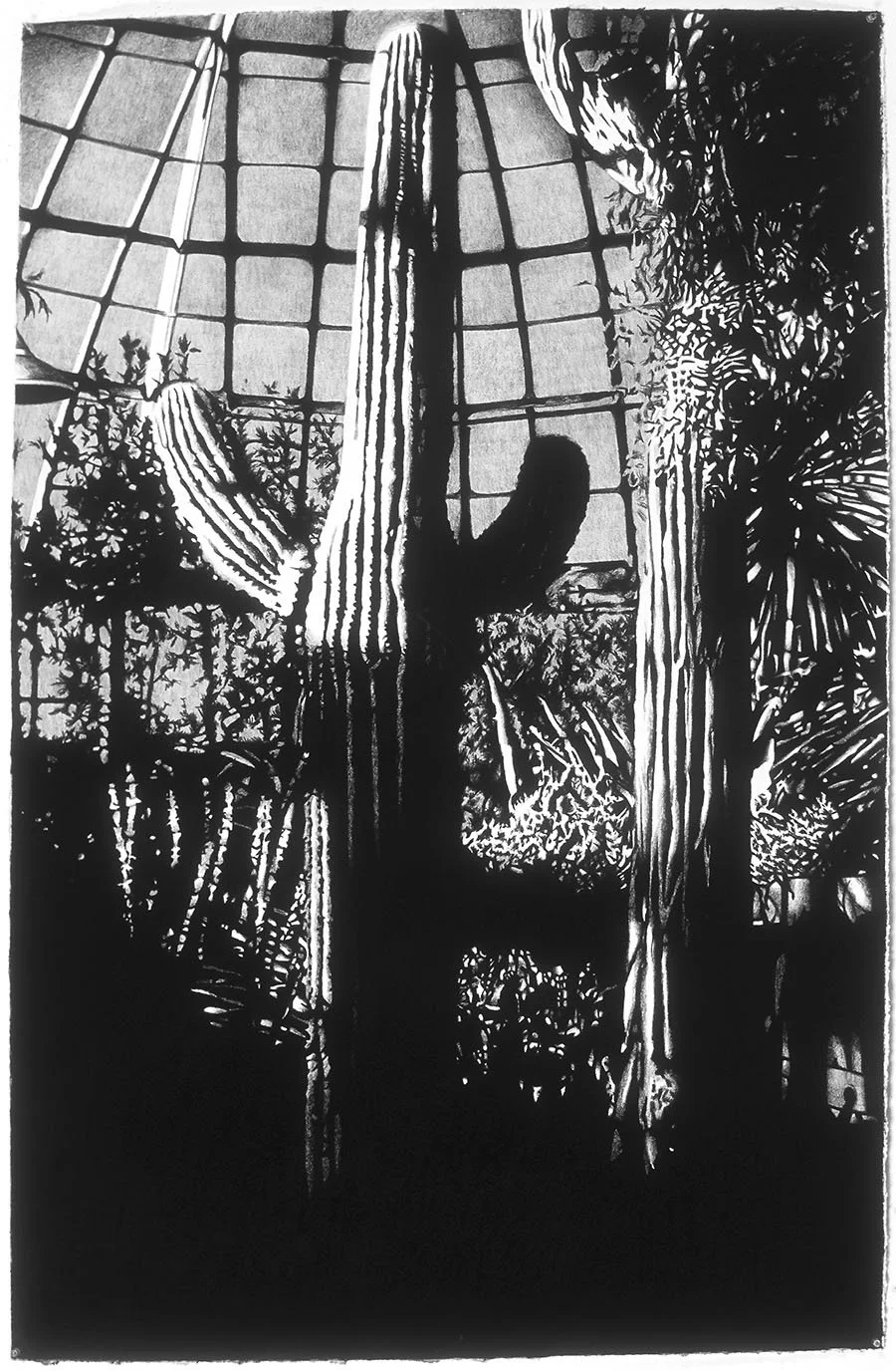 Cactus garden