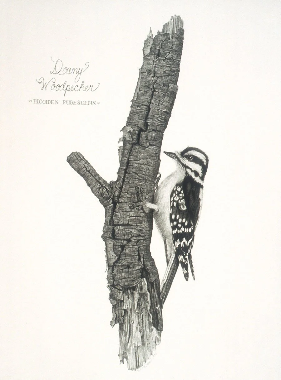 Downy Woodpecker giclee print