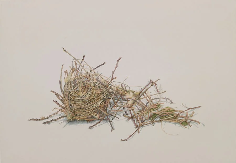 Deconstructed House Wren’s Nest unframed giclee print