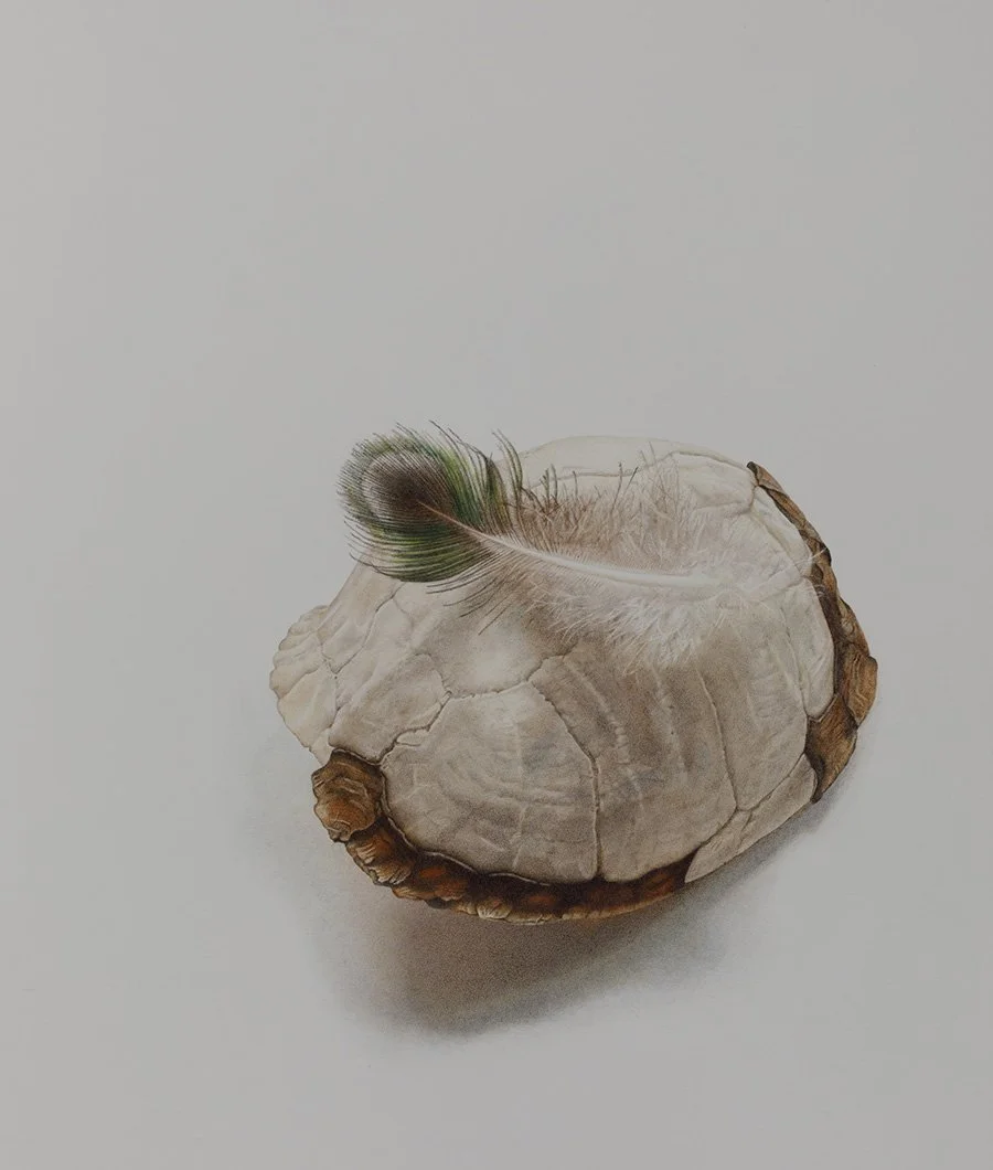 “Shelter and Flight,” colored pencil (23"x20") PRIVATE COLLECTION