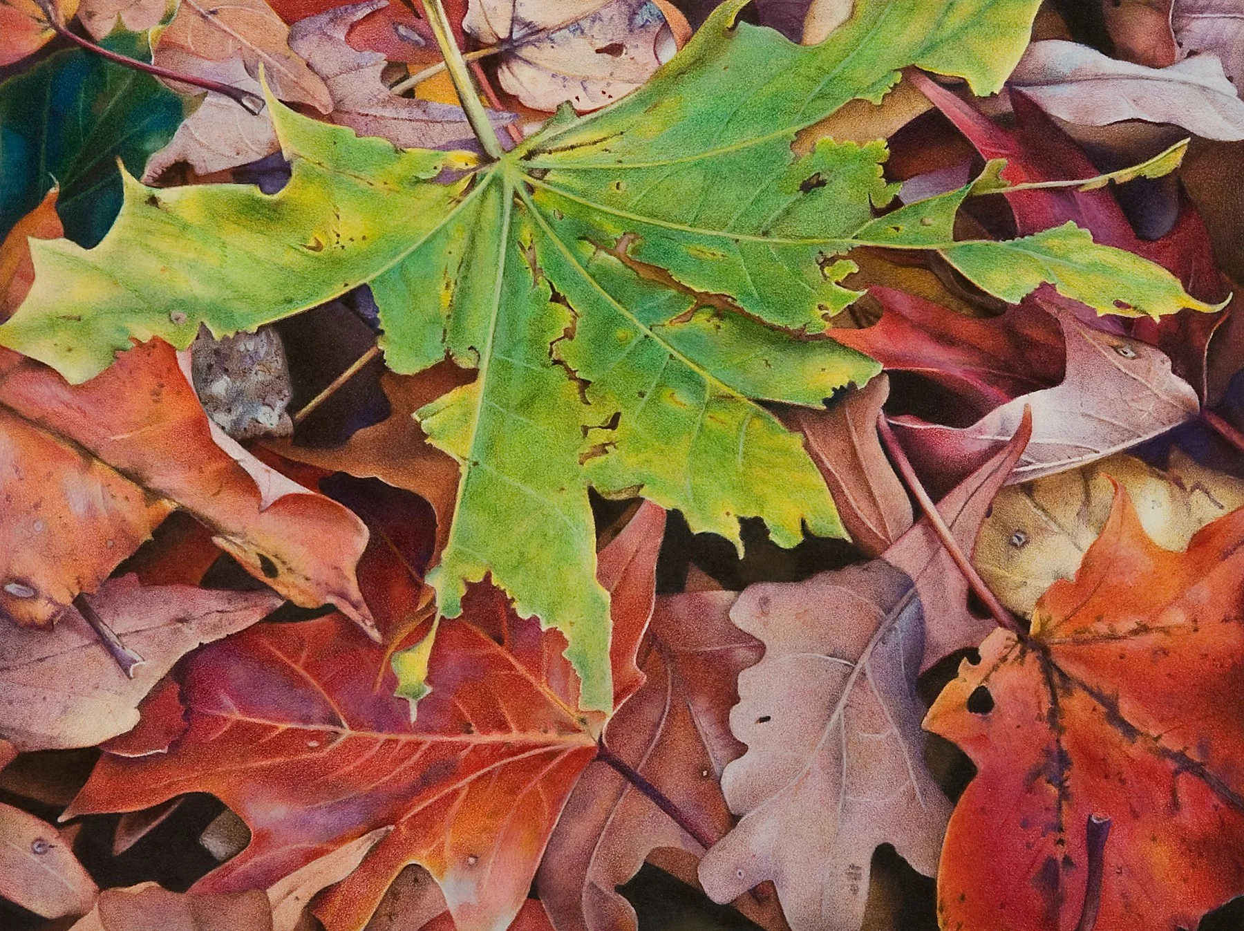 “Leaf Litter,” colored pencil (9"x12") – $1000