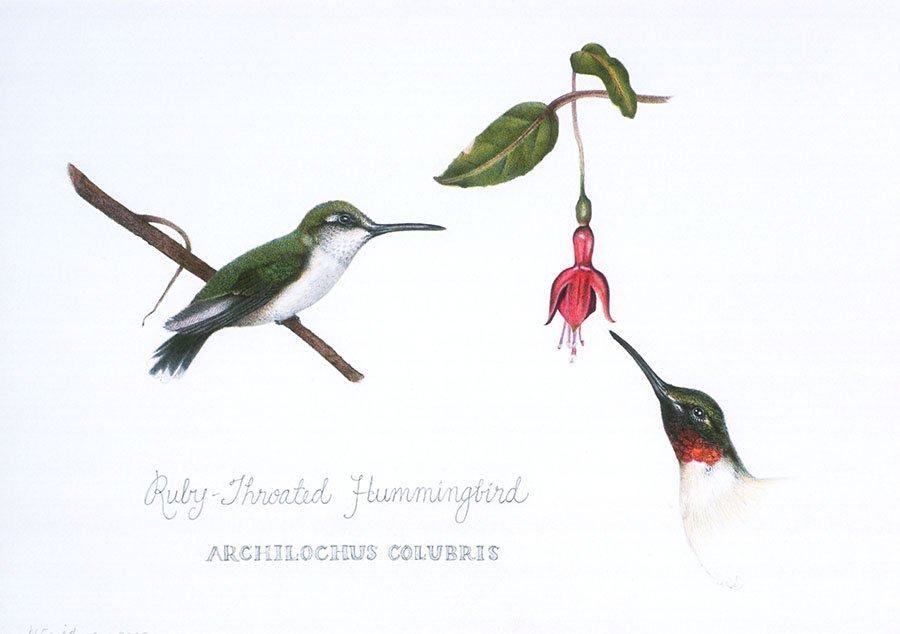Ruby Throated Hummingbird giclee print