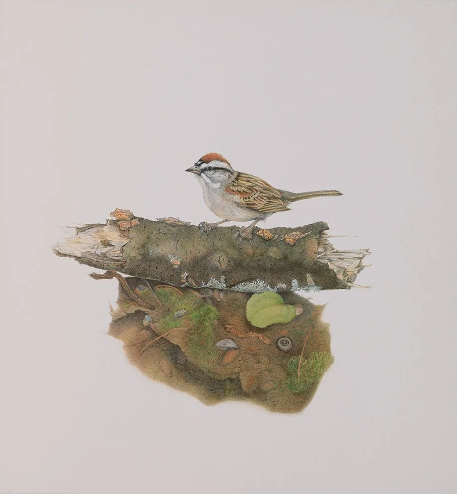 Chipping Sparrow unframed giclee print by Deborah Friedman