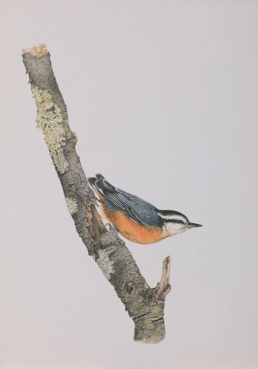 Red Breasted Nuthatch giclee print