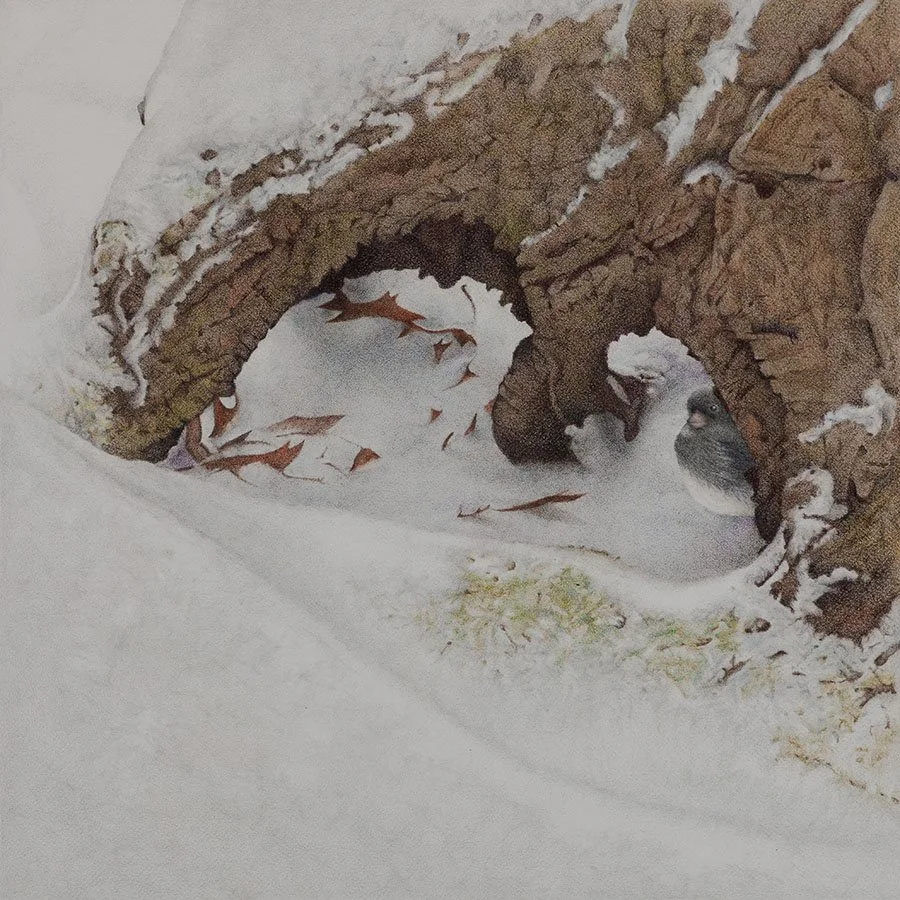 “Junco in Snow" colored pencil (9"x9") – $900