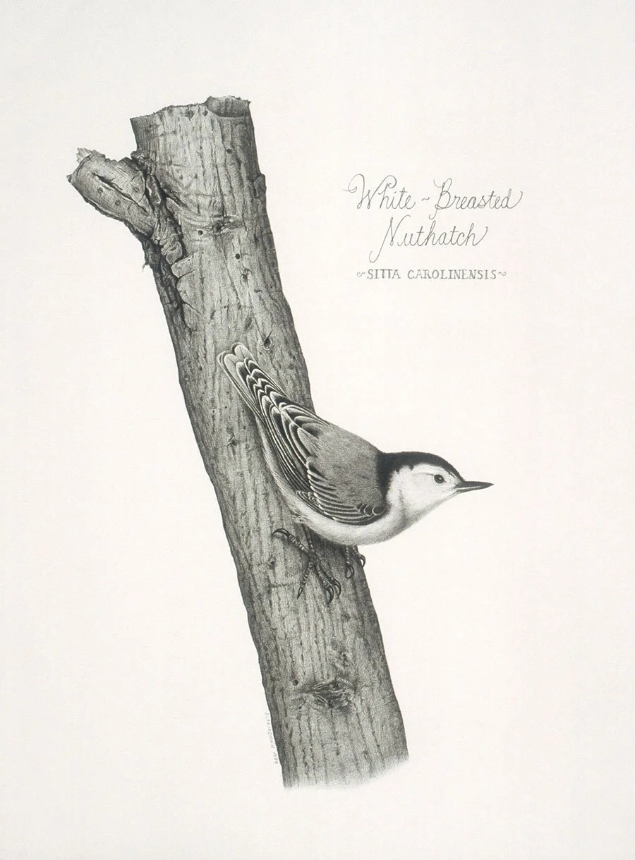 White Breasted Nuthatch giclee print