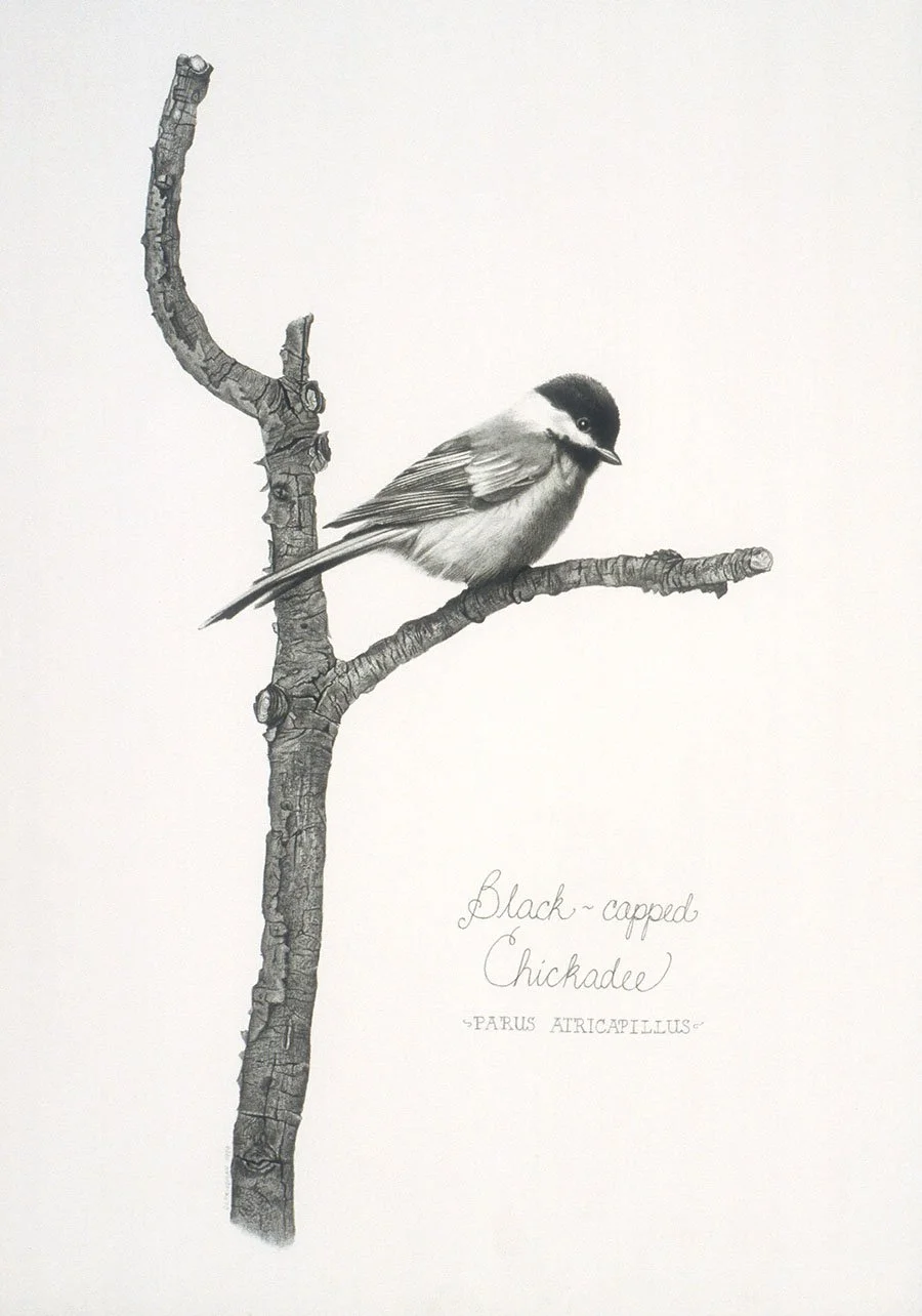 Black Capped Chickadee unframed giclee print