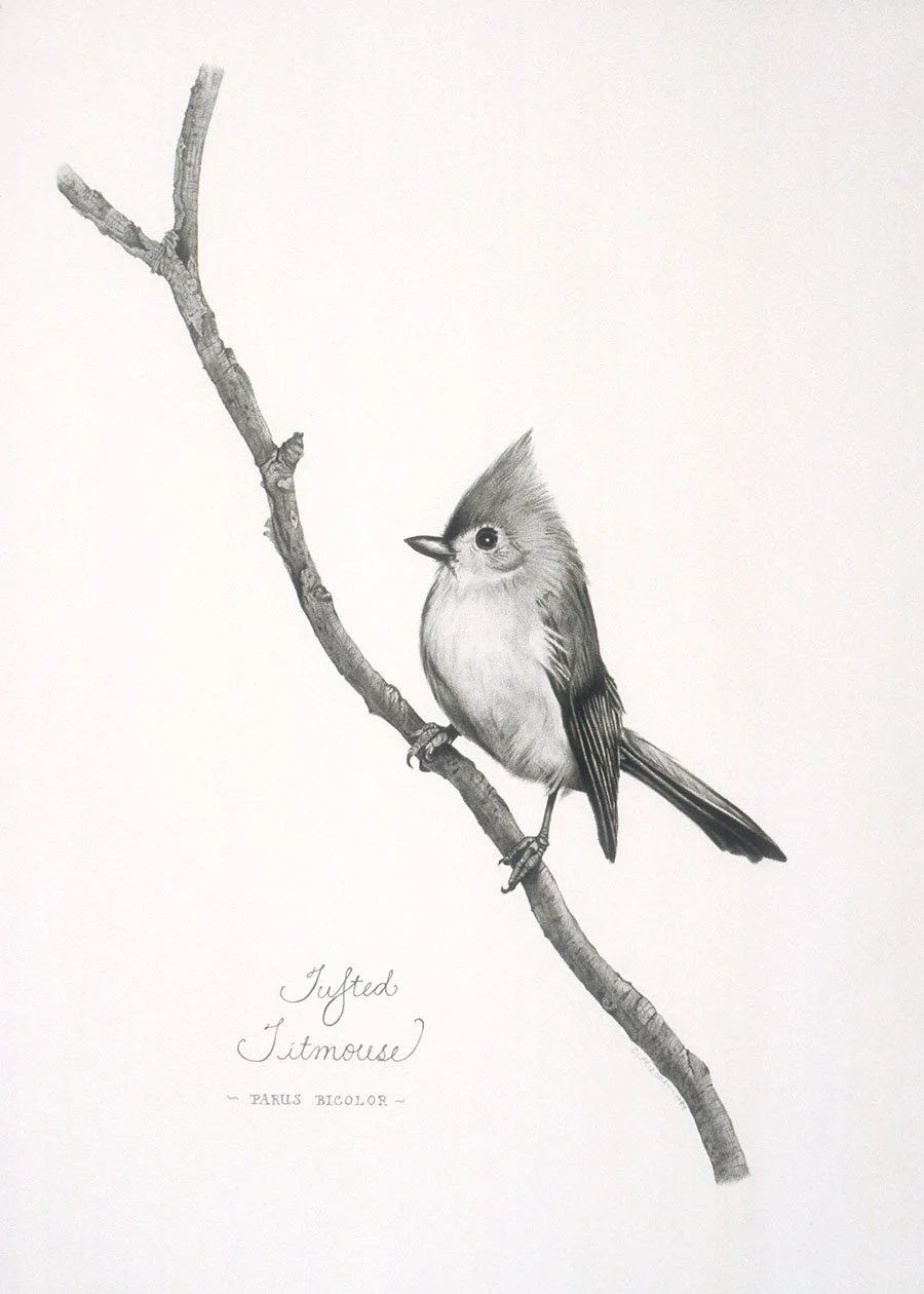 Tufted Titmouse giclee print