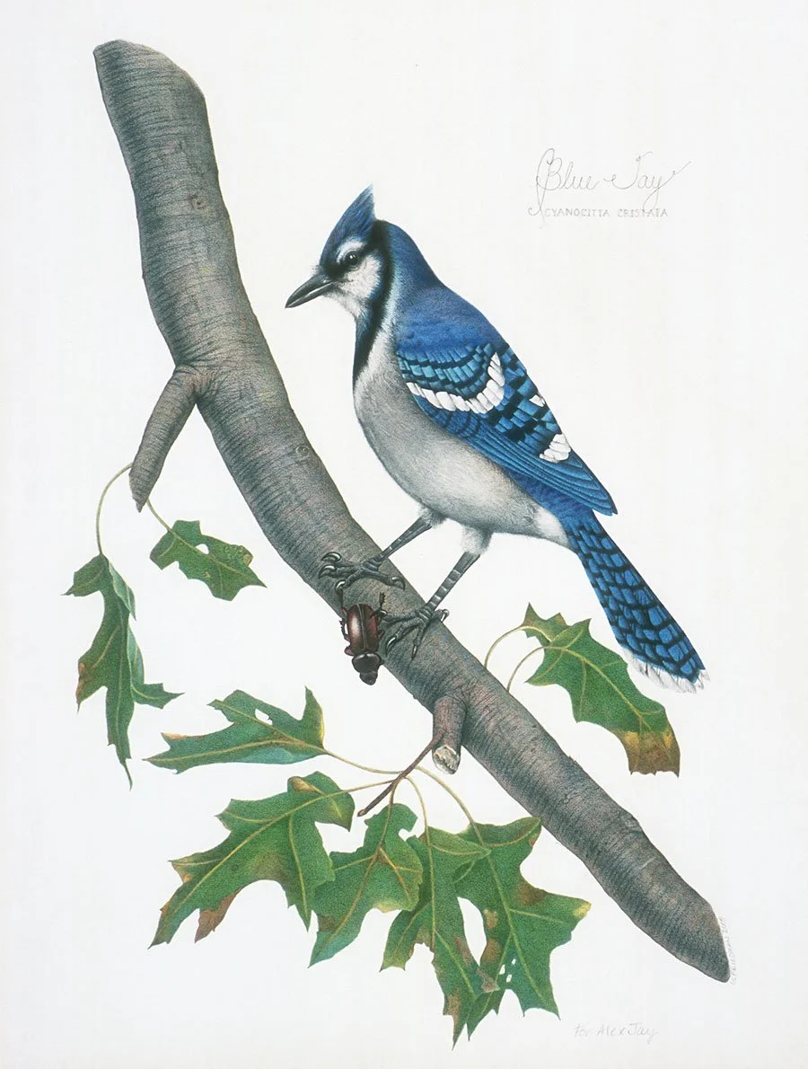 Blue Jay unframed giclee print