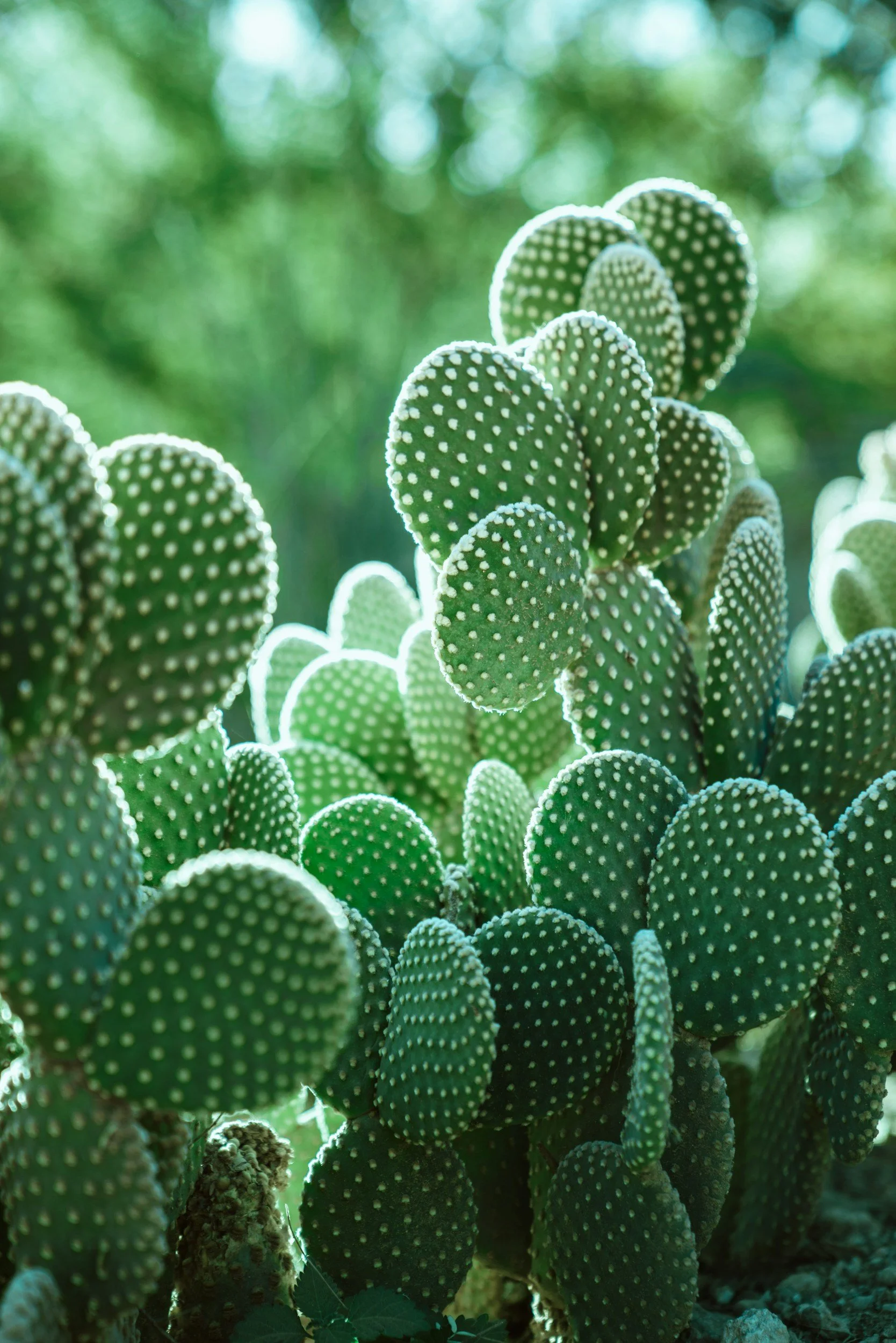Close-up of prickly pear cacti with green pads covered in small white spines, illuminated by sunlight with a blurred green background.