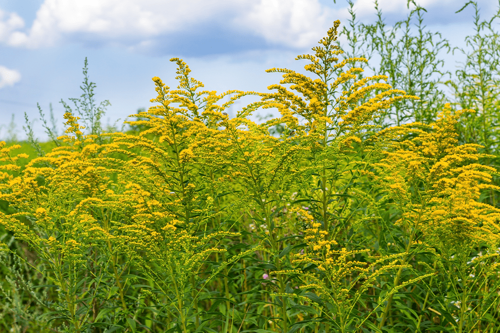 Ragweed Pollen Allergen