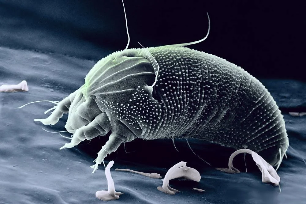 Dust Mite Allergen