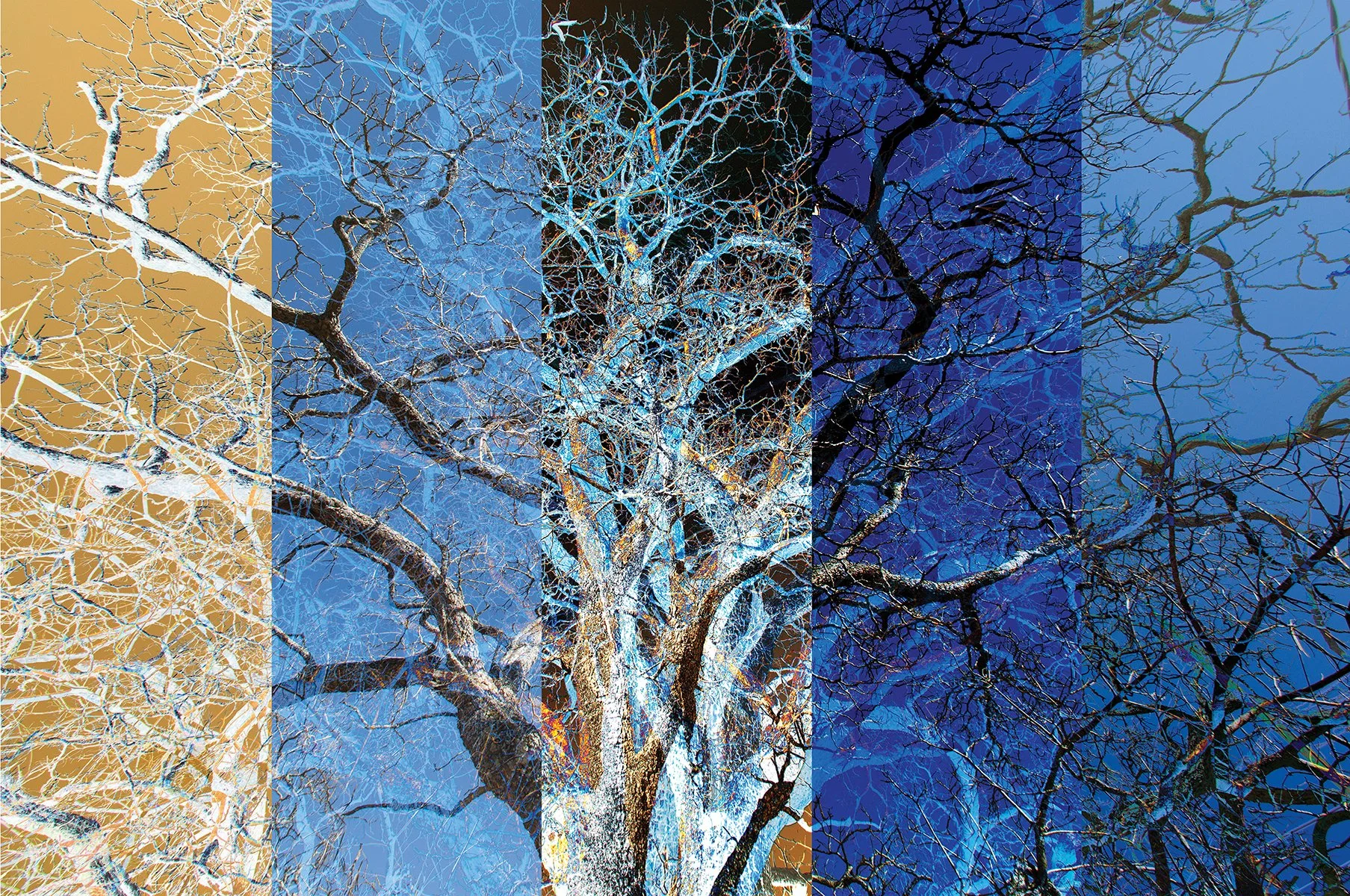 TreeMultiple2FINAL.jpg