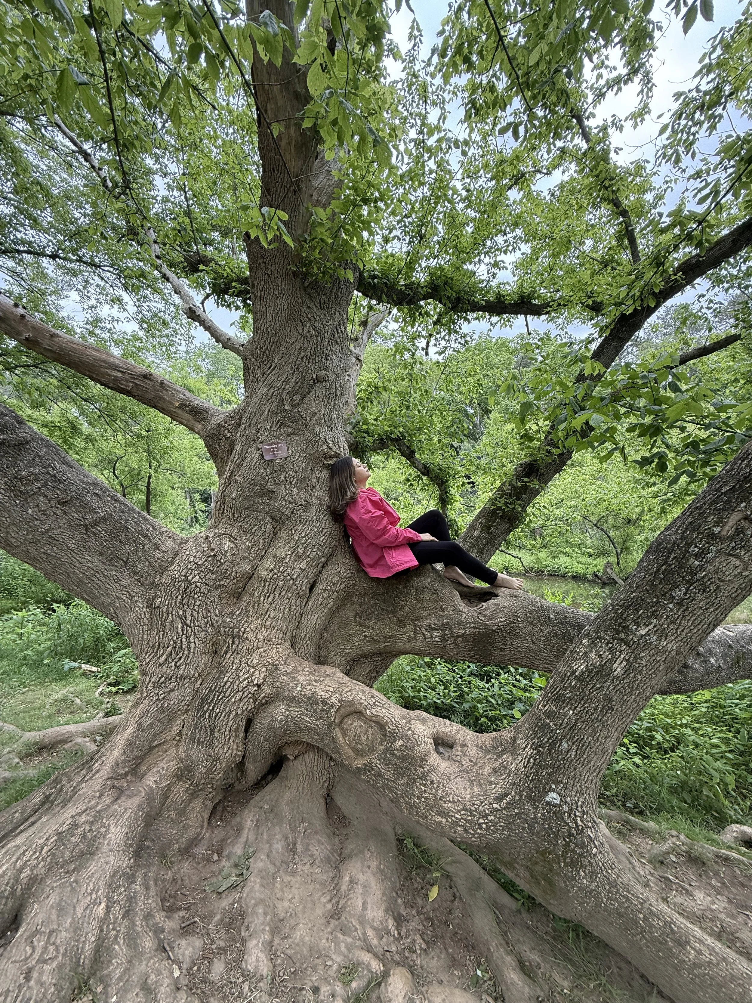 A woman in a pink jacket sitting on a large tree branch in a lush green park, with multiple thick branches and a sturdy trunk.