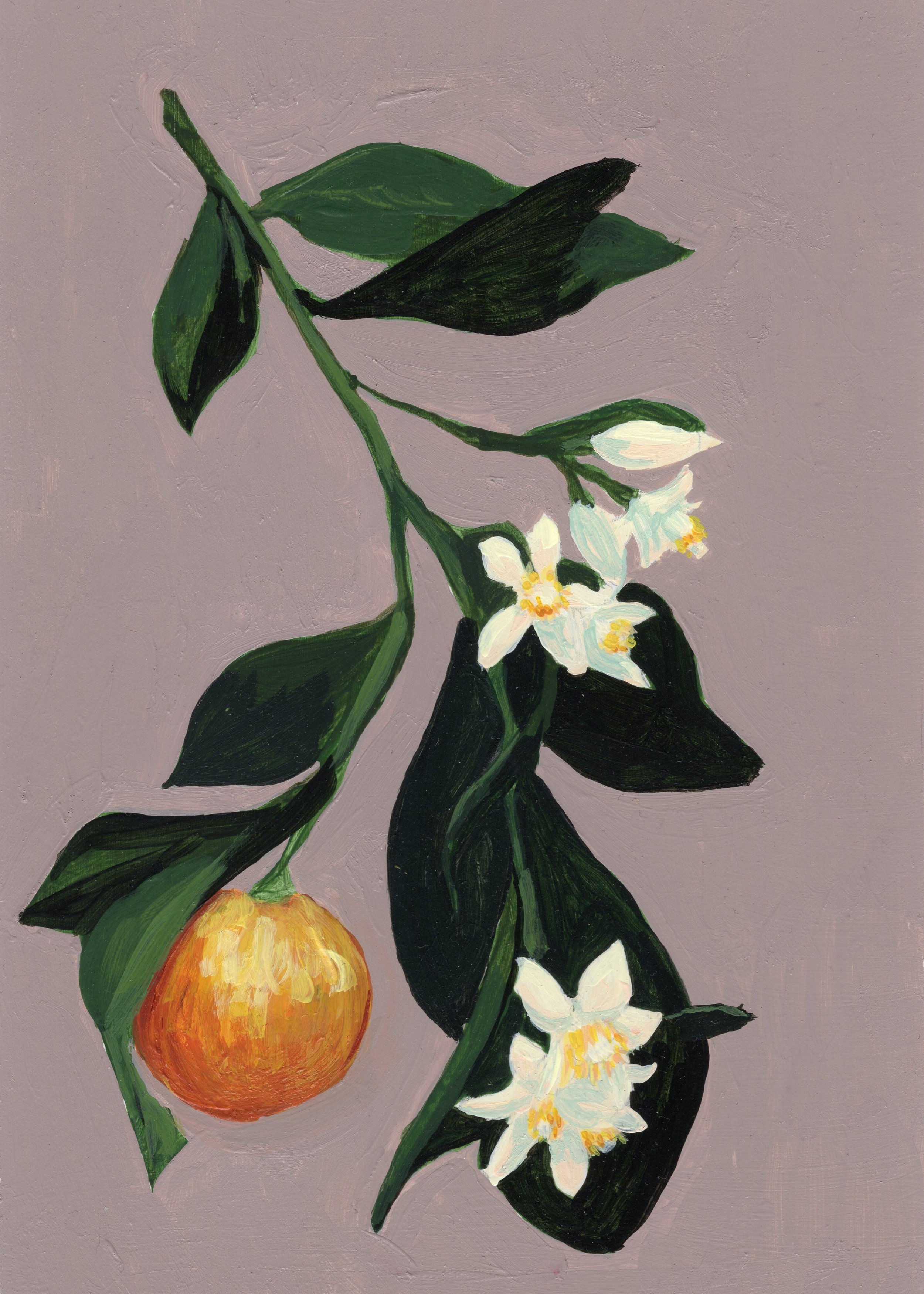 Orange Blossom - 2026
