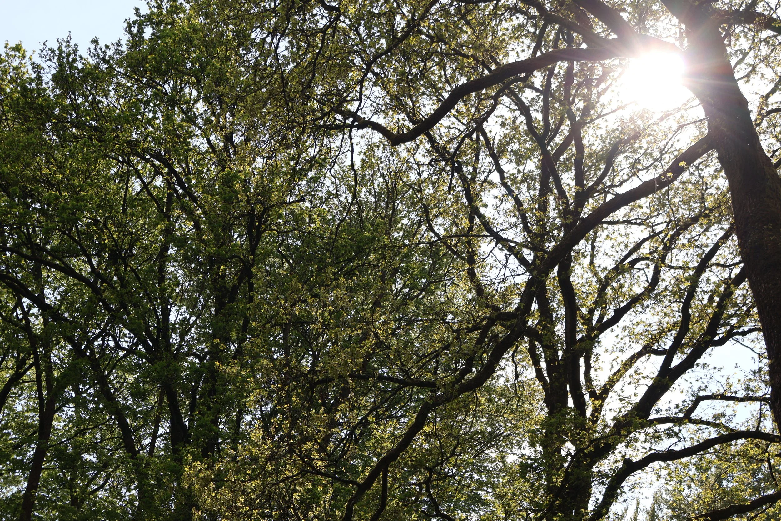Boomende bomen met groene bladeren en de zon die door de takken schijnt.