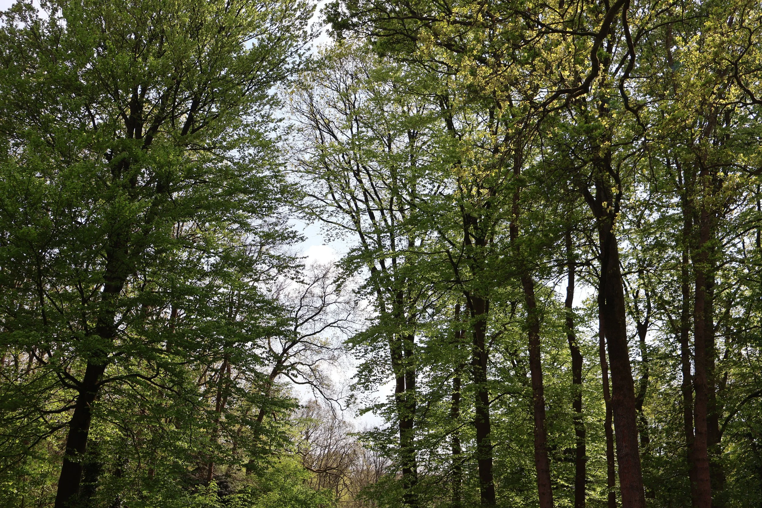 Een bos met hoge bomen en groene bladeren onder een deels bewolkte hemel.