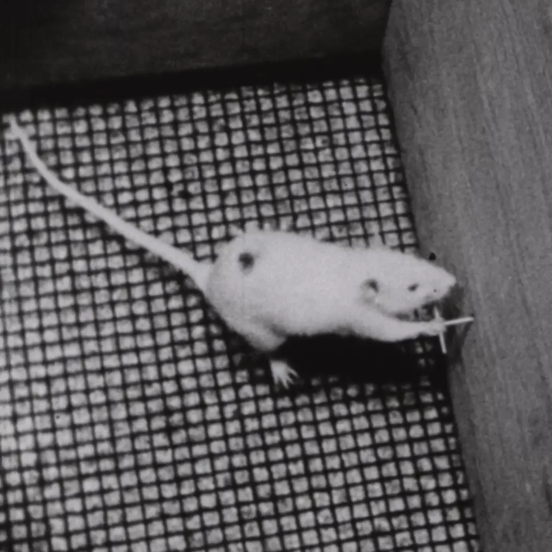 Why the internet is so addictive