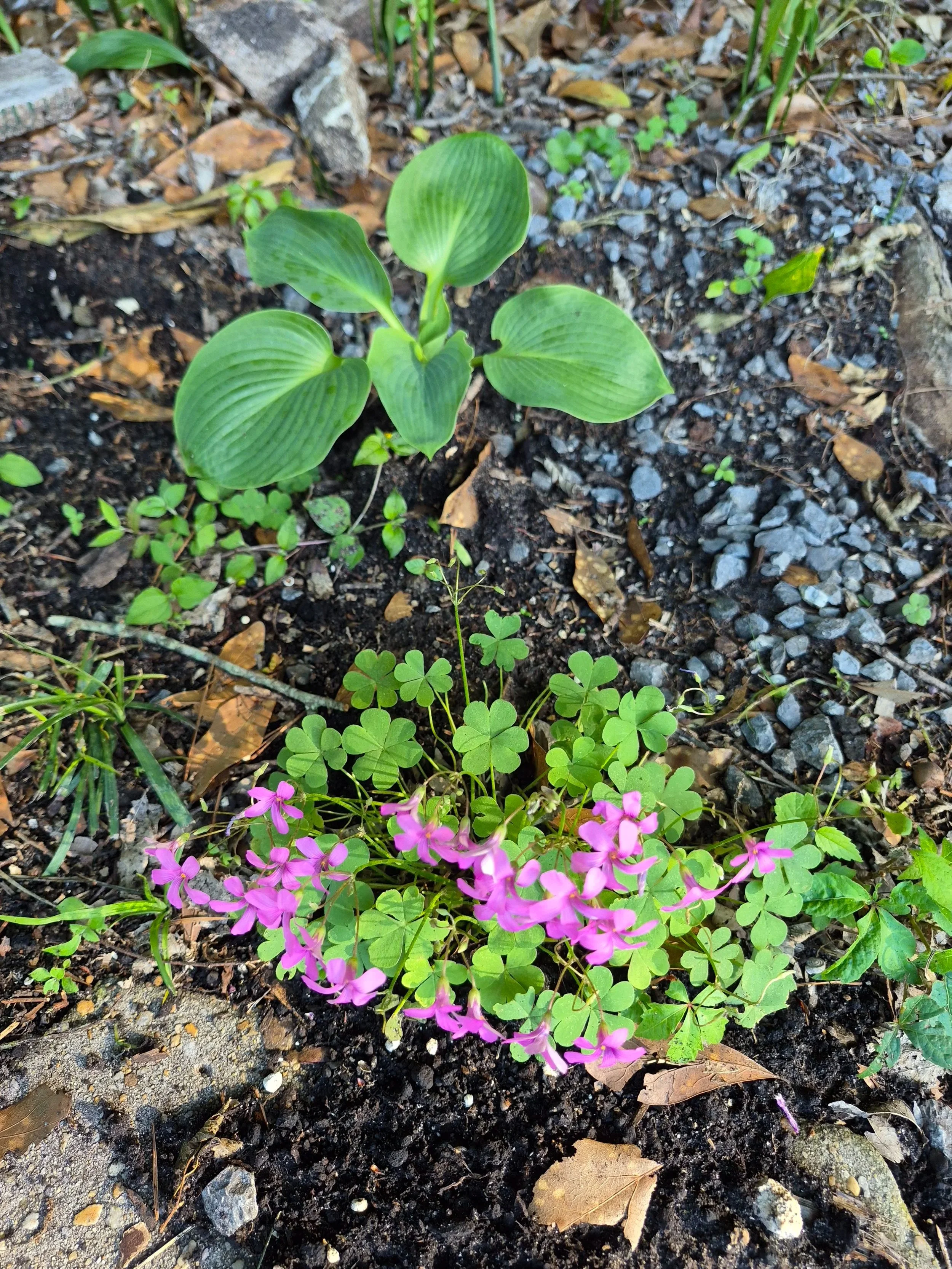 Small green plant with large ribbed leaves and purple flowers growing in dirt surrounded by small rocks and fallen leaves.