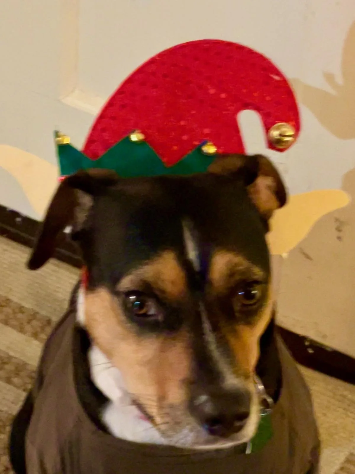 A dog wearing a festive elf hat with red and green colors, sitting in front of a holiday-themed wall decoration with a large red semicircle and gold bells.
