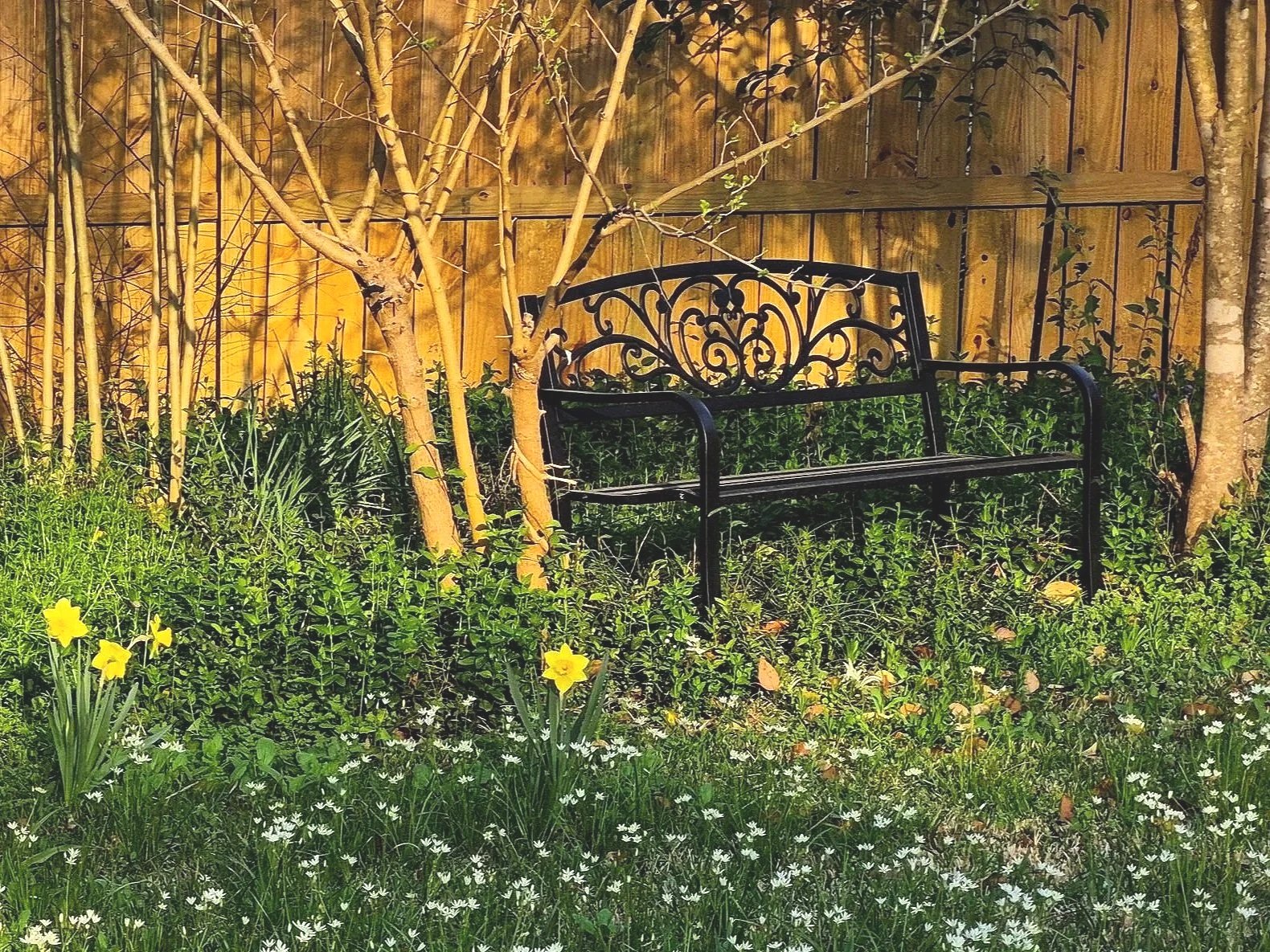 A black decorative metal bench in a garden with green grass and small white flowers. Yellow daffodils are visible in the foreground, and there's a wooden fence with leafless trees and bushes behind the bench.