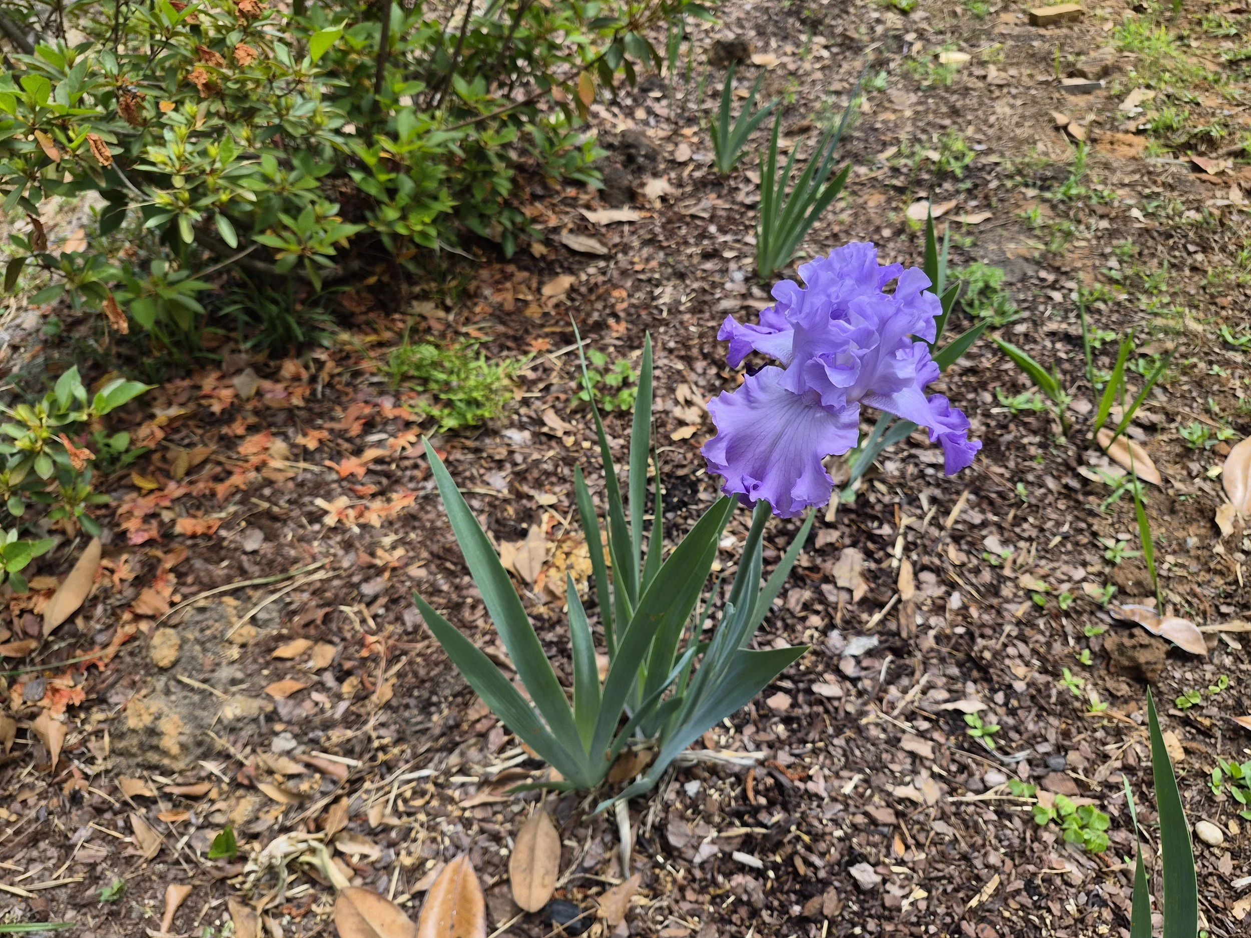 Purple flowering iris plant growing in a garden bed with soil and fallen leaves.