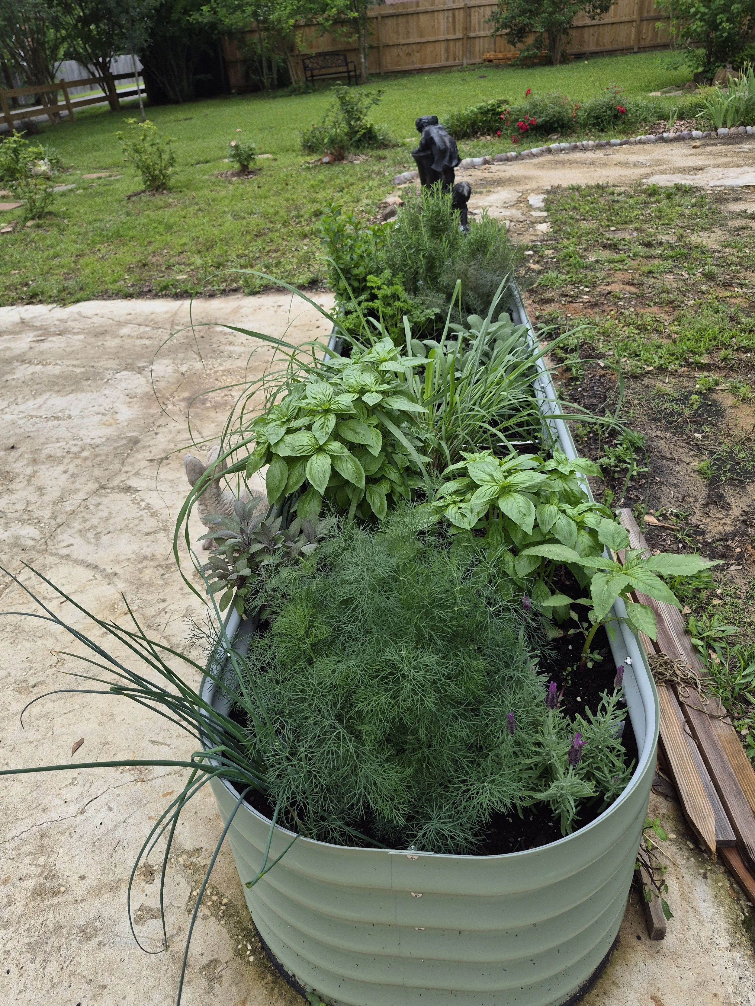 A raised garden bed filled with various green herbs and plants, situated on a concrete patio, with a garden yard, fence, and flowering bushes in the background.